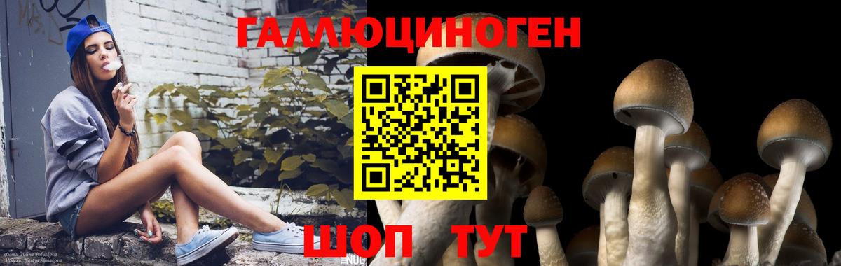 Галлюциногенные грибы Psilocybe Зеленодольск